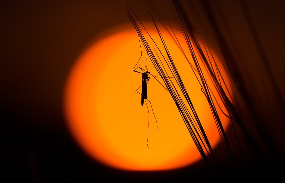 silhouette, insect, grasshopper