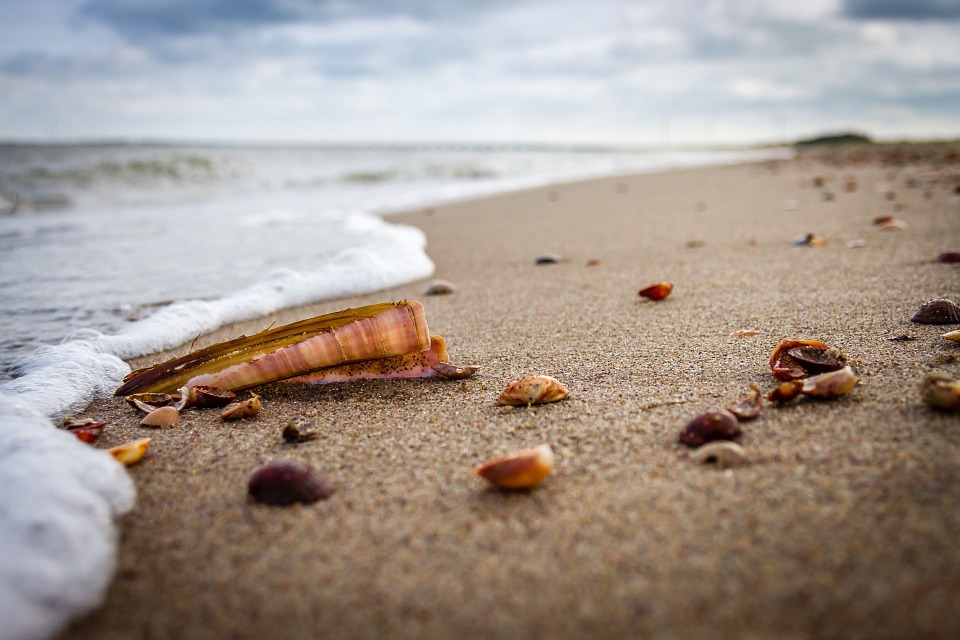 beach, sea, shell