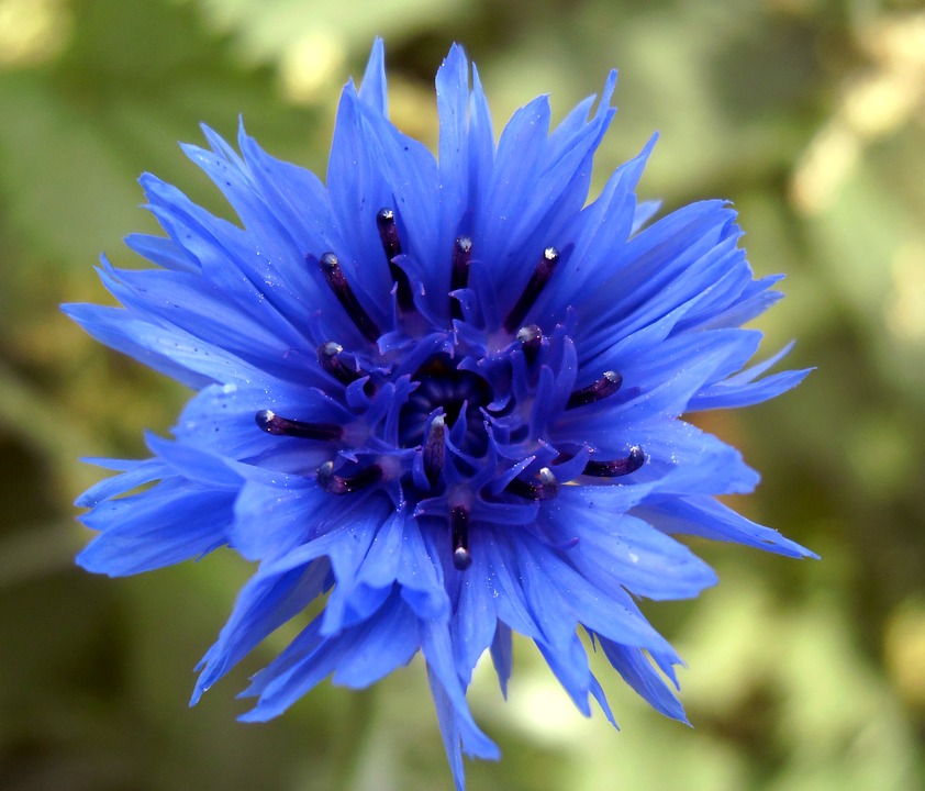 flower, blueberry, nature