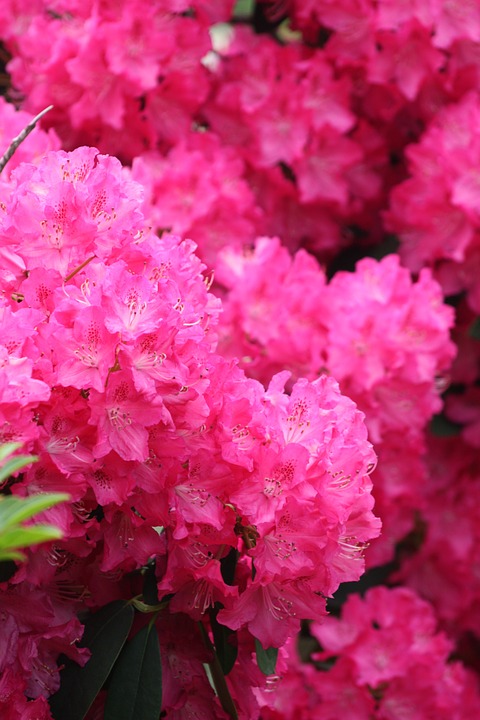 azalea, flower, spring