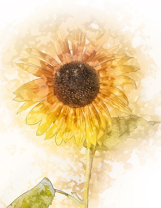 flower, sunflower, yellow flower