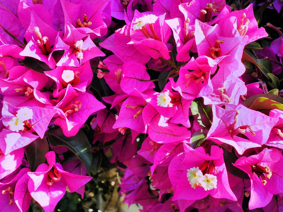 bougainvillea, pink, exotic flower