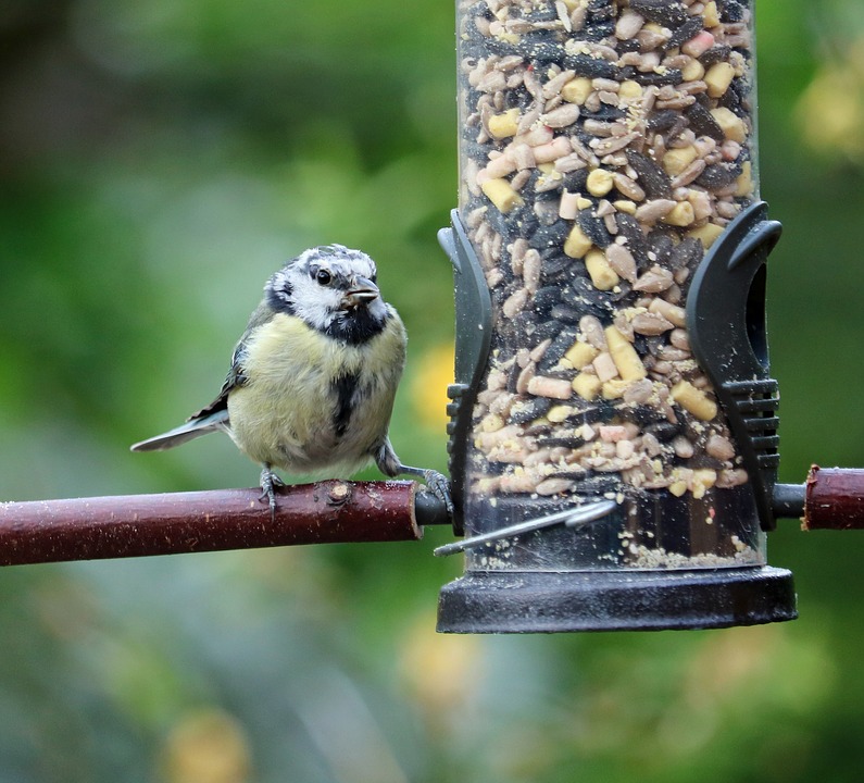 blue tit, young, baby