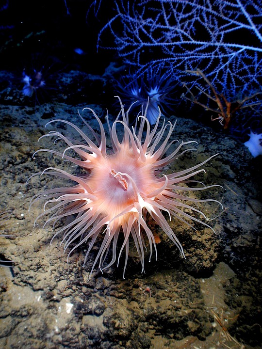 anemone, sea life, sea
