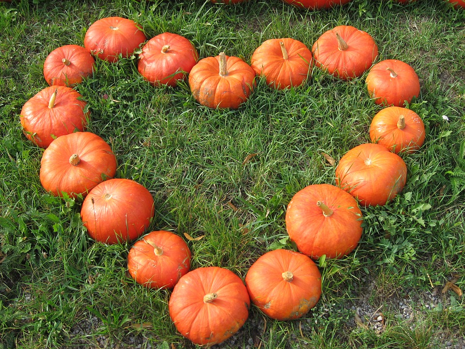 pumpkin, meadow, autumn