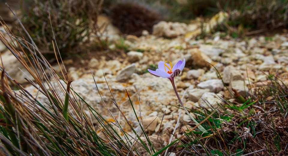 spring, small flower, mountains