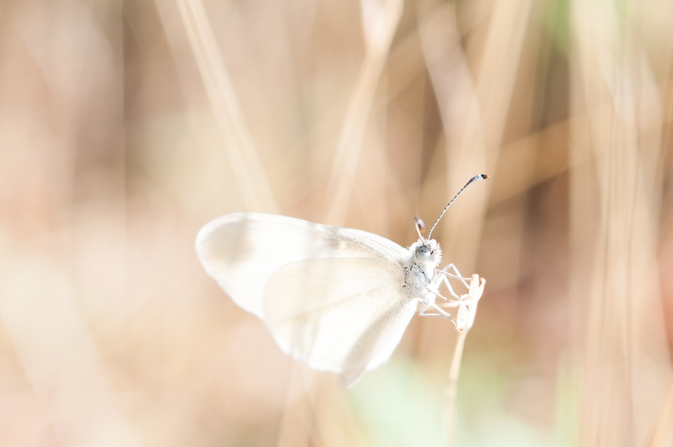 dragonfly, transparent, lucid