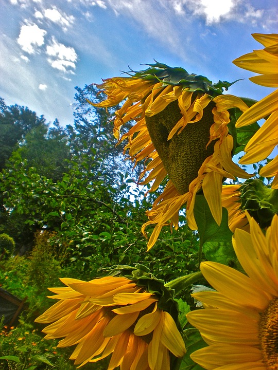 sunflower, yellow, himmel