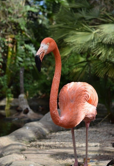flamingo, pink, bird