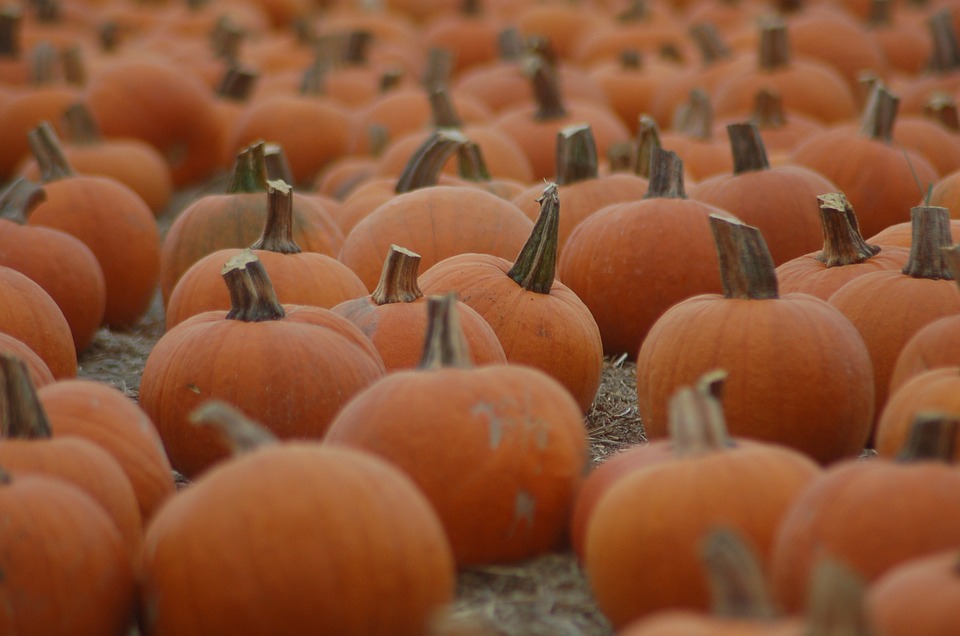 field, pumpkin, halloween