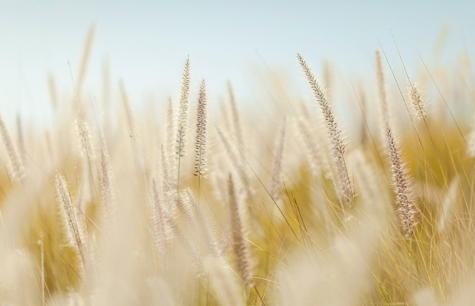 wheat, plants, field