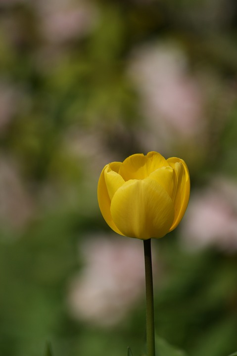 tulip, yellow, flower