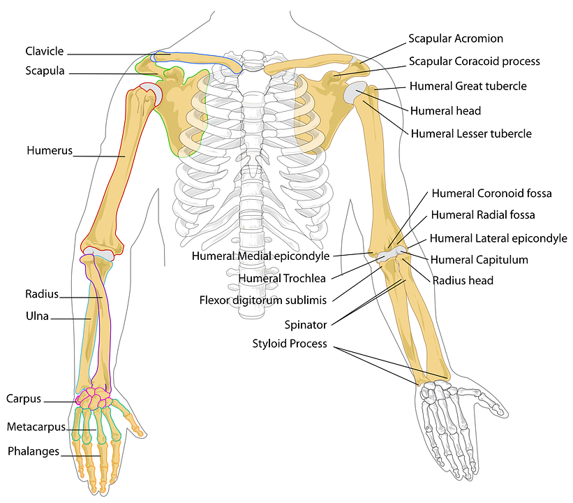 diagram, human, bones
