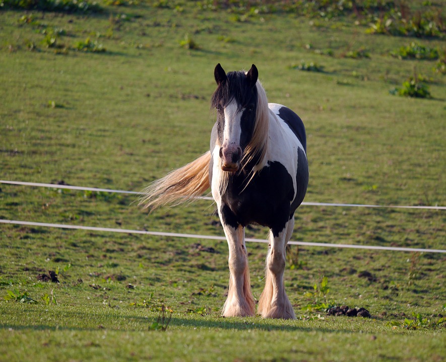 windswept, horse, farm