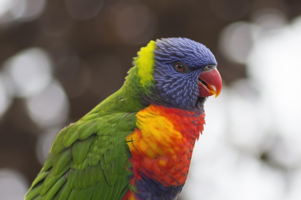 rainbow lorikeet, bird, parrot