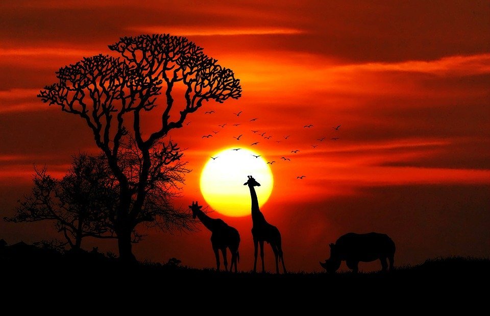 africa, animals, safari