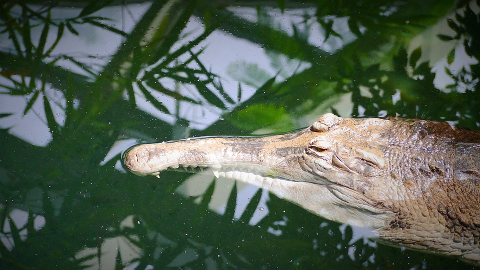 crocodile, predator, gavial
