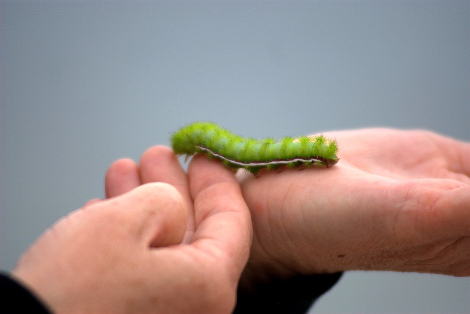 caterpillar, green, hand