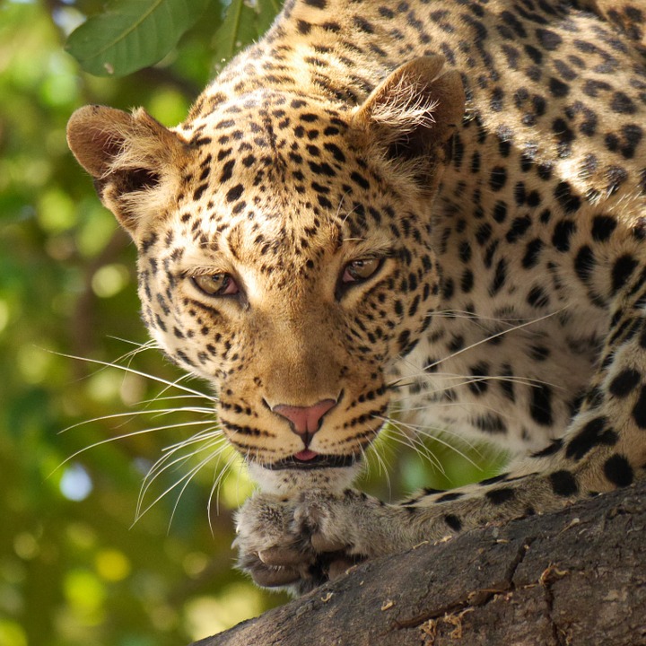 leopard, safari, wildier