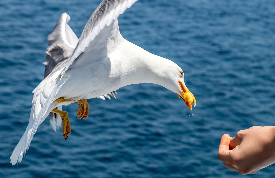 seagull, bird, feeding