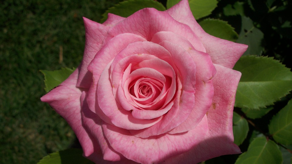pink, rose, bloom