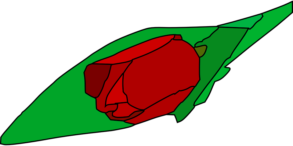 tulip, flower, plant