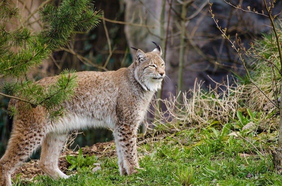 lynx, bobcat, wildlife