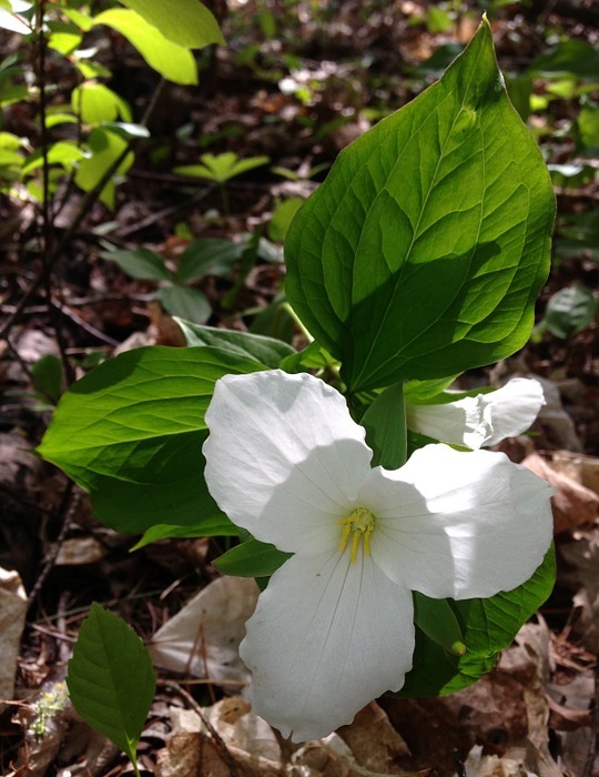 trillium, white flower, spring flower