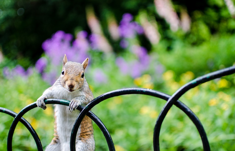 squirrel, fence, flowers