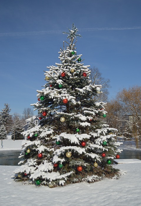 christmas tree, christmas, holiday