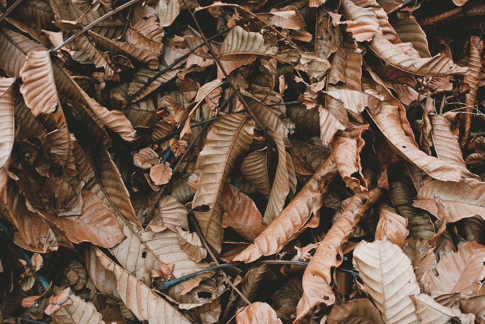 leaves, brown, ground