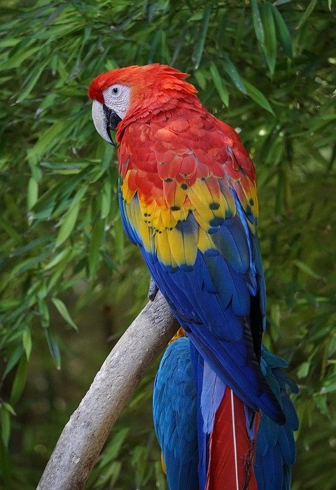 parrots, parakeets, birds