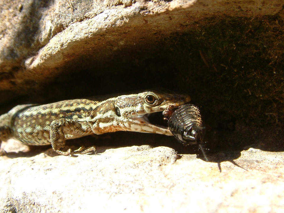 lizard, cricket, reptile