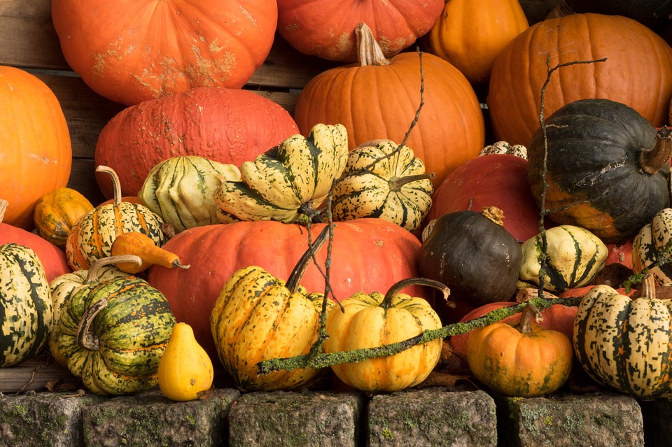 pumpkins, autumn, orange
