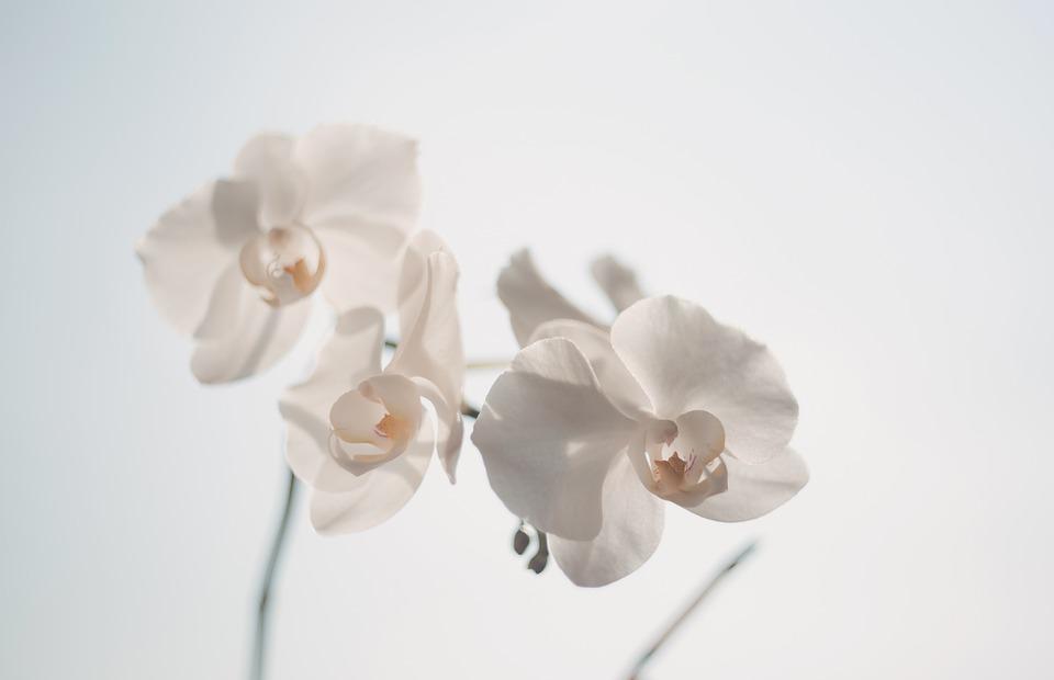 orchids, flowers, white flowers