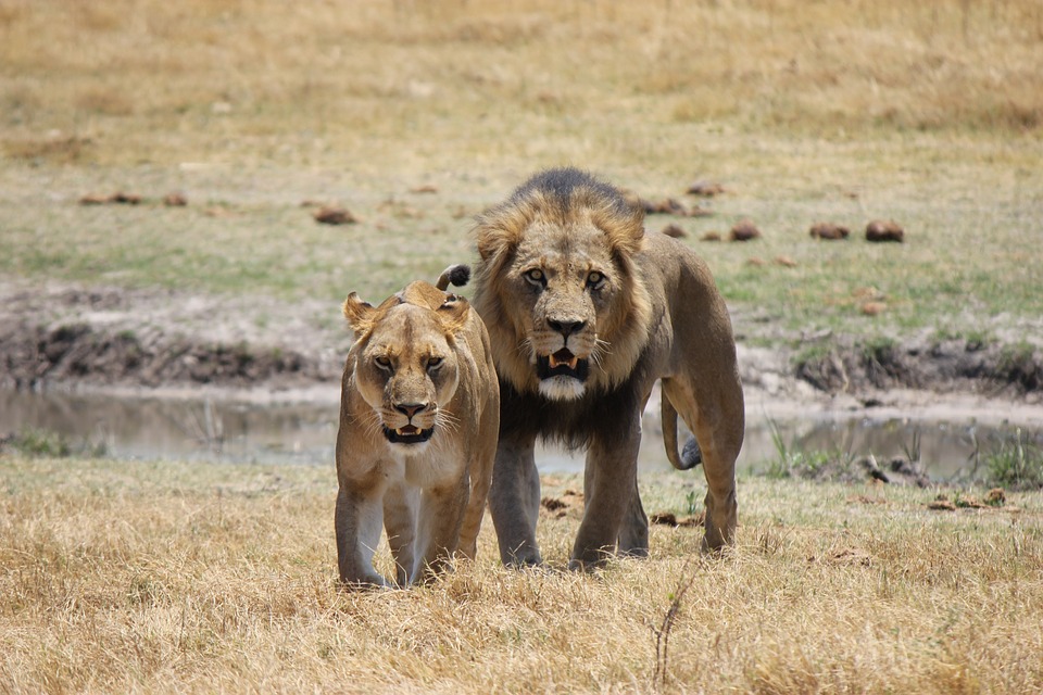 lion, lioness, predator