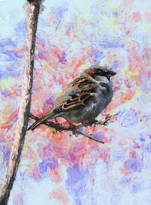 sparrow, bird, colorful