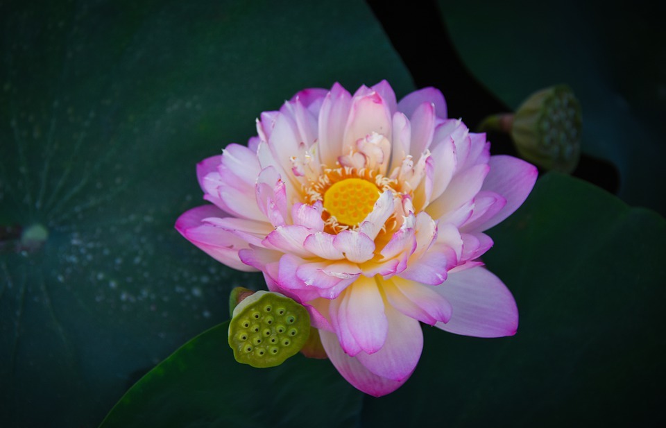 golden lotus border pink, outdoor, blooming