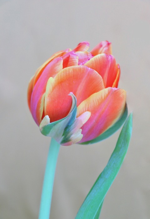 tulip, flowers, tulips