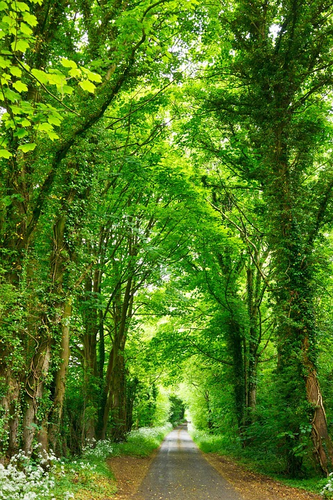 road, forest, nature