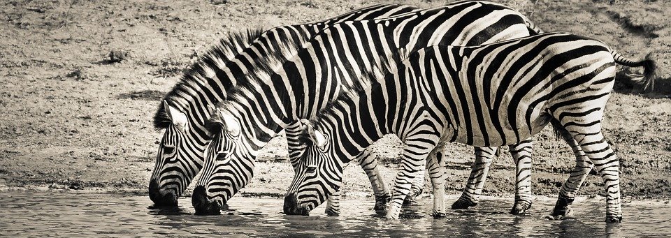 zebra, safari, wildlife