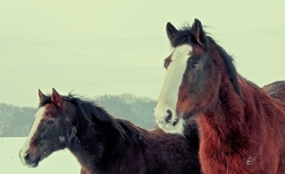 horses, brown, winter