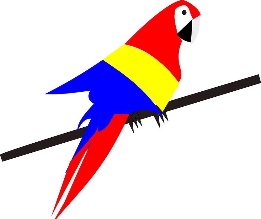 parrot, bird, exotic