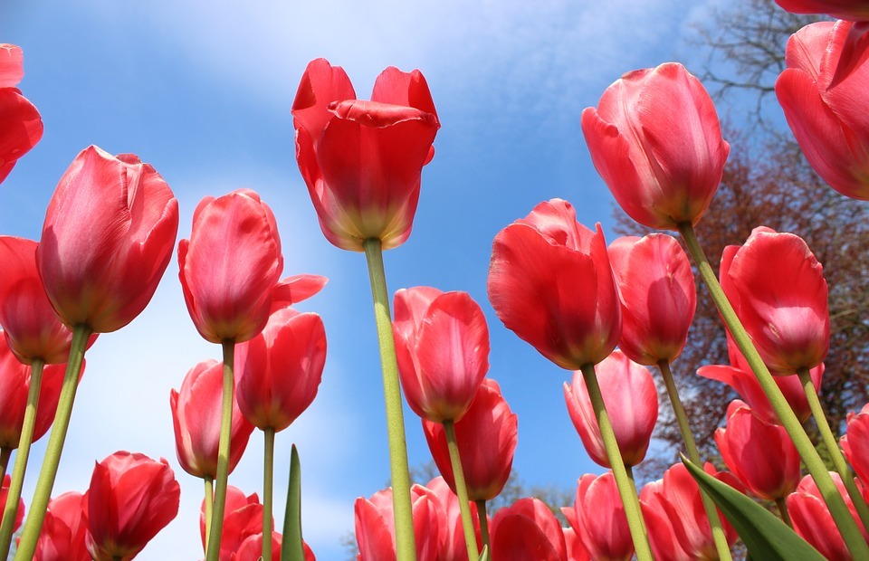 flowers, tulips, spring