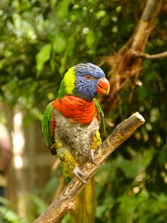 bird, colors, parrot