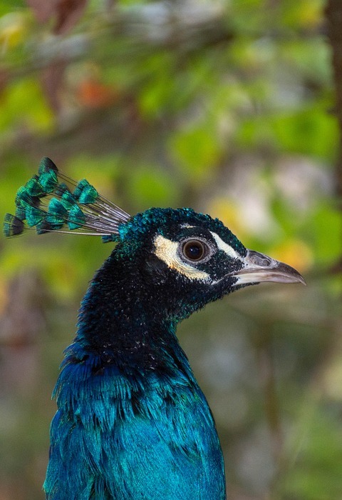 peacock, bird, colorful