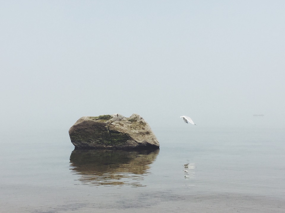 ocean, bird, seagull