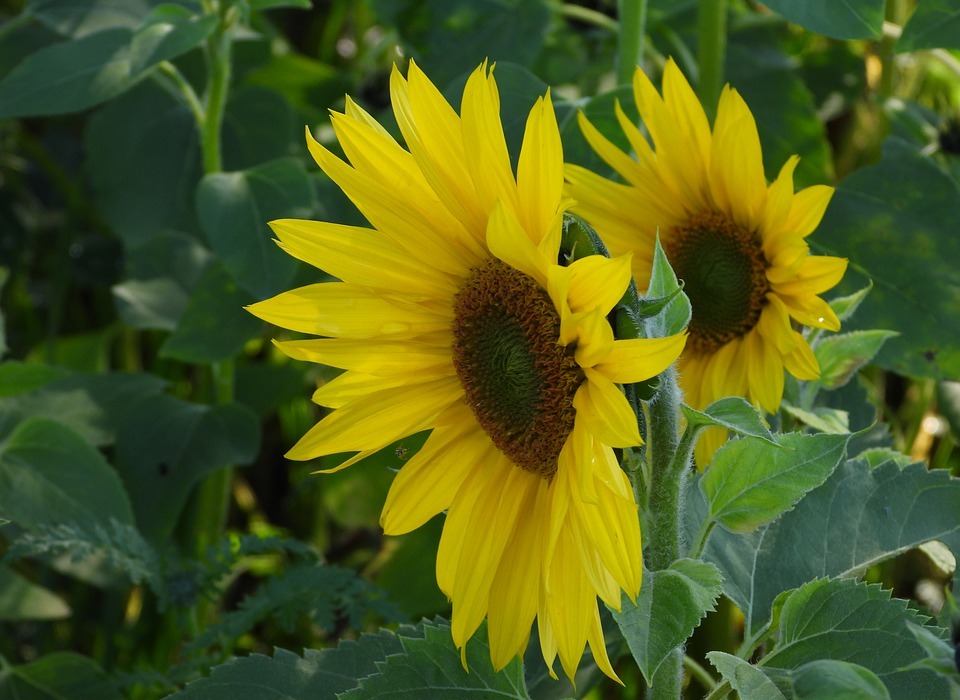 sunflowers, field of sunflowers, yellow