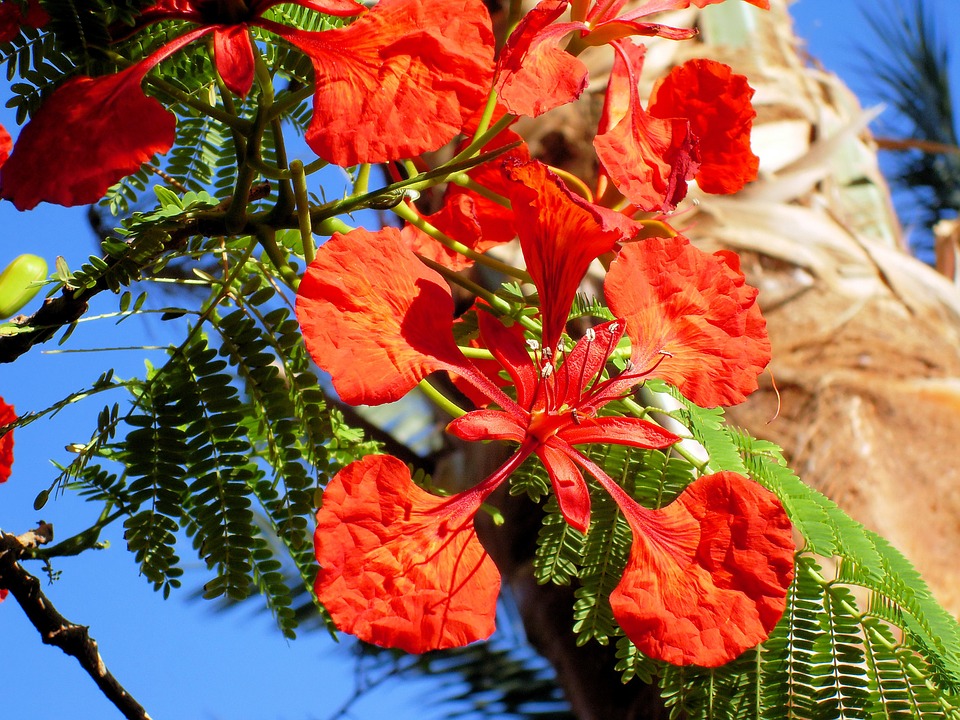 exotic flower, delonix regia, tropic