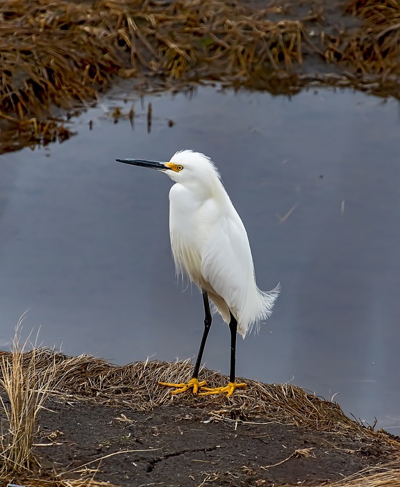 snowy egret, bird, beak